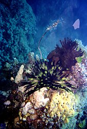 The Great Barrier Reef