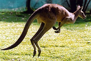 Kangaroo