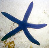 Starfish